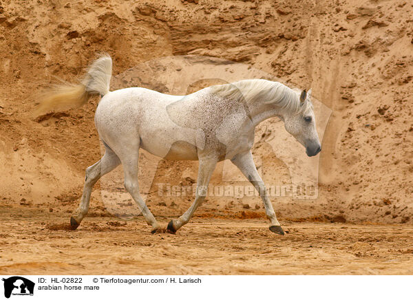 arabian horse mare / HL-02822