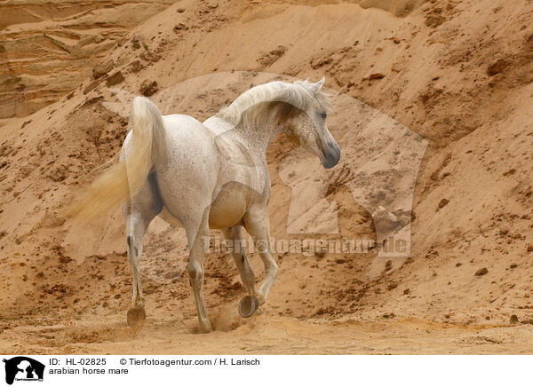 arabian horse mare / HL-02825