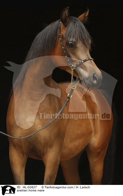 arabian horse mare / HL-02827