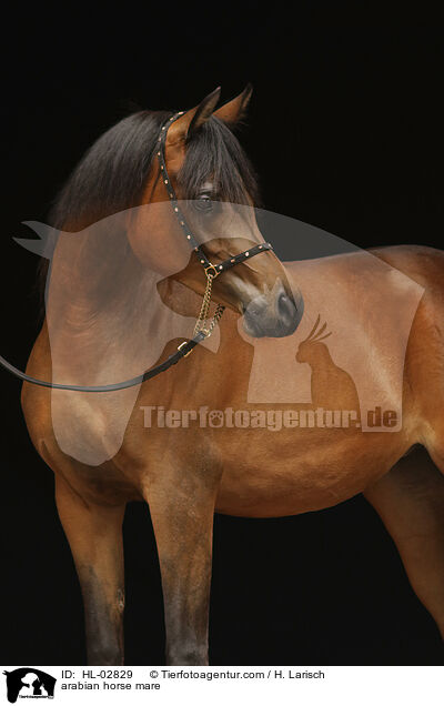 Araber Stute / arabian horse mare / HL-02829