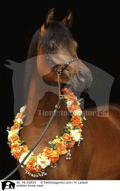 arabian horse mare / HL-02833