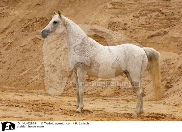 Araber Stute / arabian horse mare / HL-02834