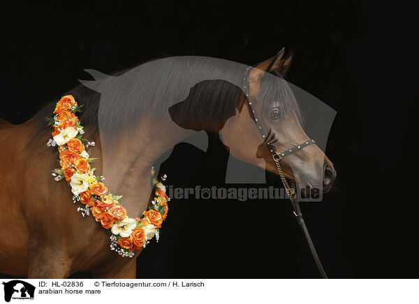 arabian horse mare / HL-02836