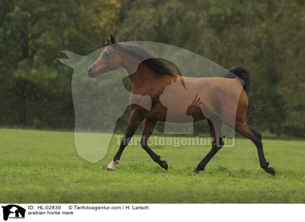 arabian horse mare / HL-02839