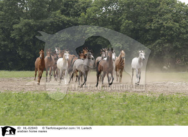 Araber Stuten / arabian horse mares / HL-02840