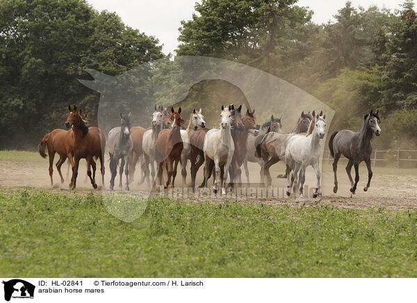 arabian horse mares / HL-02841