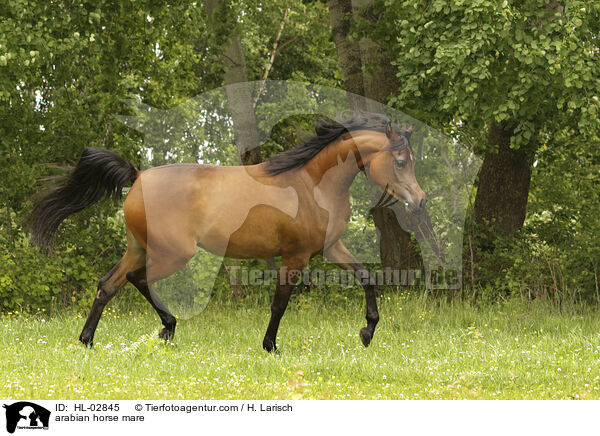 Araber Stute / arabian horse mare / HL-02845