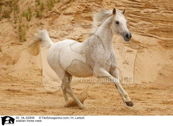 Araber Stute / arabian horse mare / HL-02846
