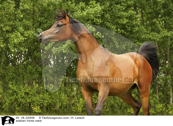 Araber Stute / arabian horse mare / HL-02848