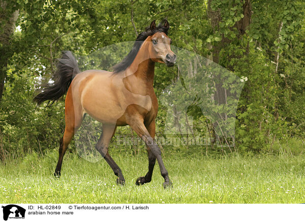 arabian horse mare / HL-02849