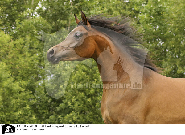arabian horse mare / HL-02850