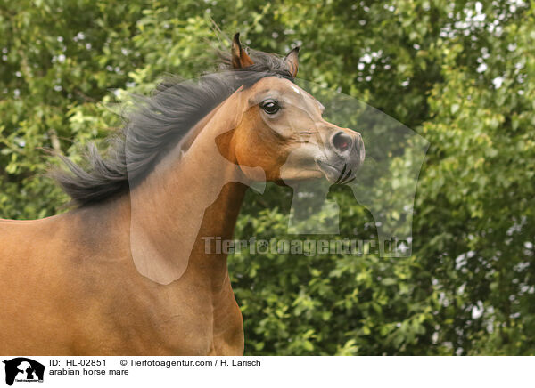 arabian horse mare / HL-02851