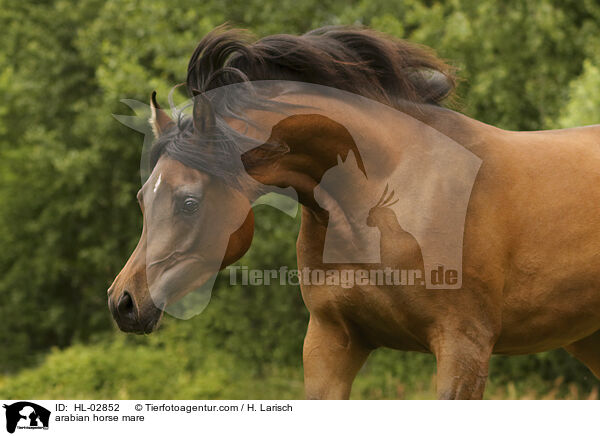 Araber Stute / arabian horse mare / HL-02852