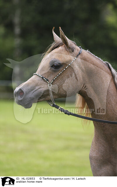 arabian horse mare / HL-02853