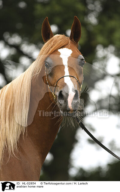 Araber Stute / arabian horse mare / HL-02854