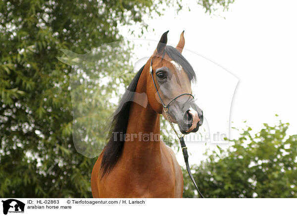 arabian horse mare / HL-02863