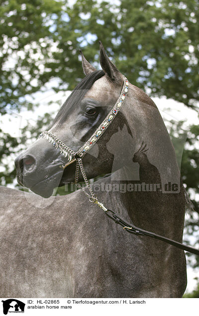 arabian horse mare / HL-02865