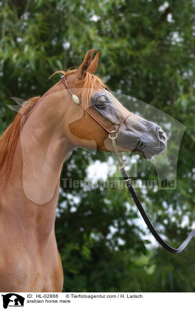 Araber Stute / arabian horse mare / HL-02866
