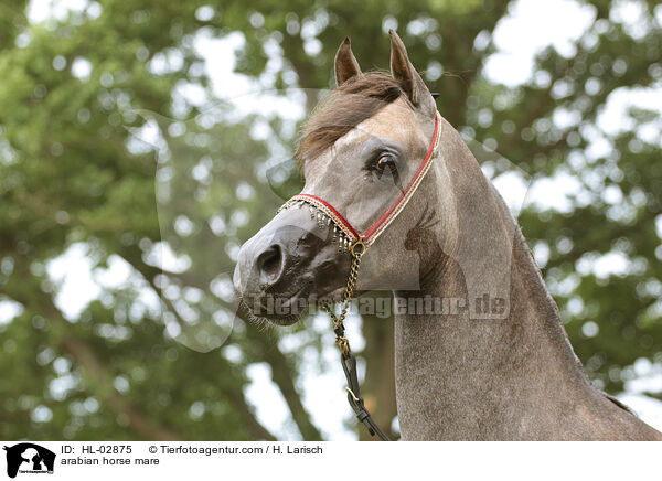 Araber Stute / arabian horse mare / HL-02875