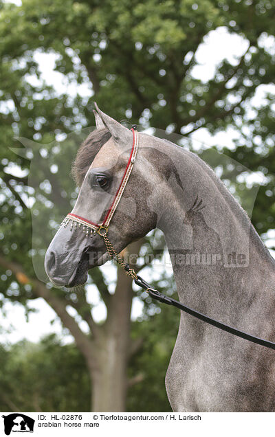 Araber Stute / arabian horse mare / HL-02876