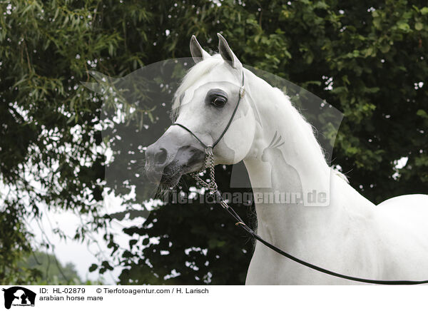arabian horse mare / HL-02879