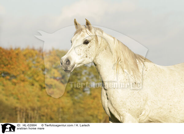 arabian horse mare / HL-02884