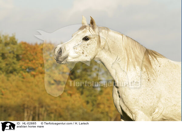 Araber Stute / arabian horse mare / HL-02885