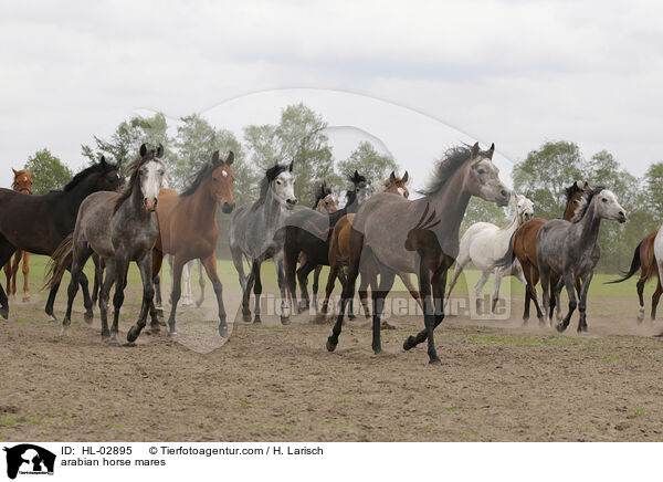 Araber Stuten / arabian horse mares / HL-02895
