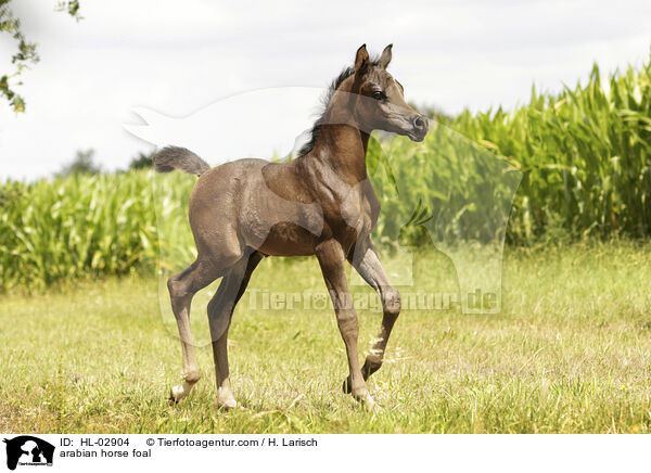 arabian horse foal / HL-02904