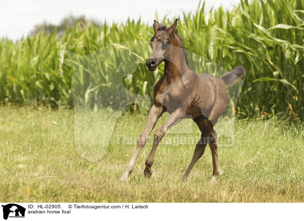 arabian horse foal / HL-02905