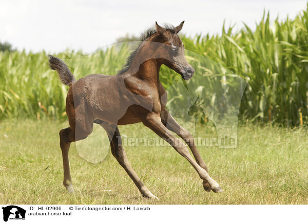 arabian horse foal / HL-02906
