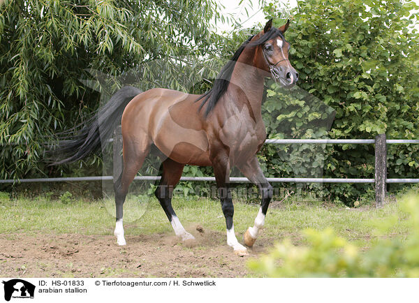 Araber Hengst / arabian stallion / HS-01833