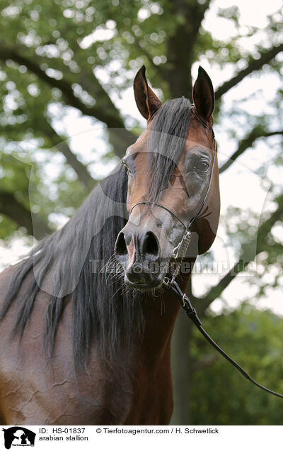 Araber Hengst / arabian stallion / HS-01837