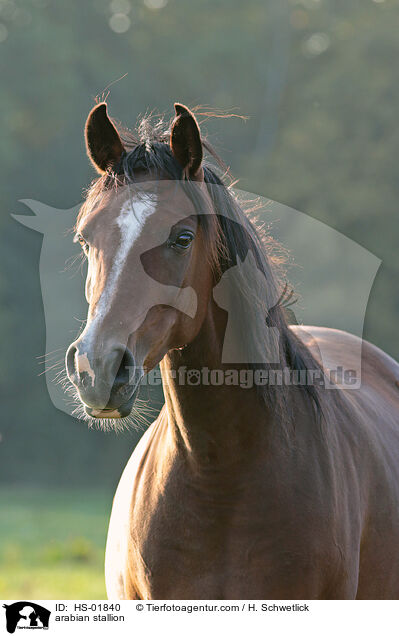 Araber Hengst / arabian stallion / HS-01840