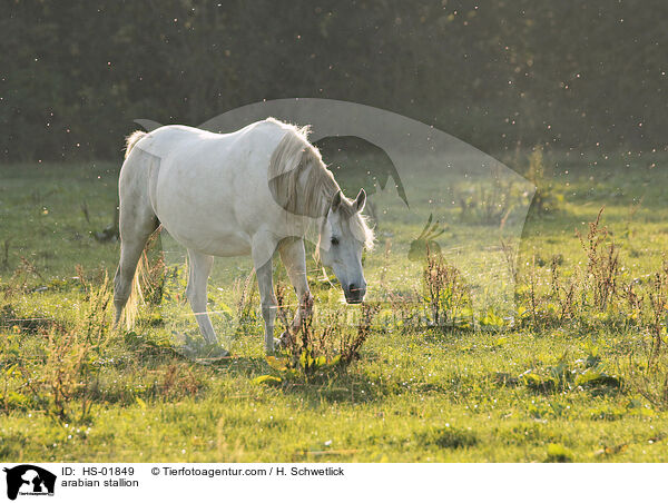 Araber Hengst / arabian stallion / HS-01849