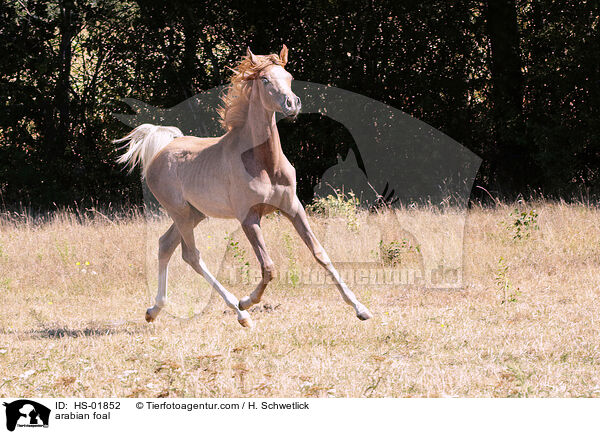 Araber Fohlen / arabian foal / HS-01852