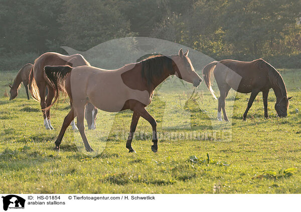 arabian stallions / HS-01854