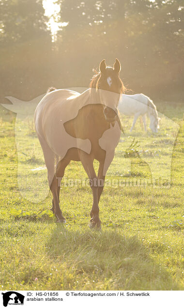 arabian stallions / HS-01856