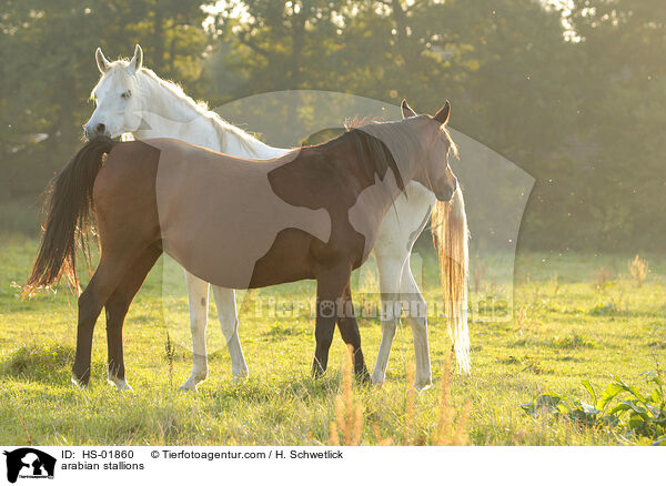 arabian stallions / HS-01860