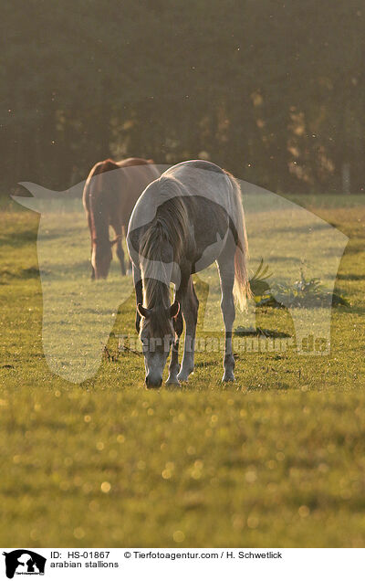 Araber Hengste / arabian stallions / HS-01867