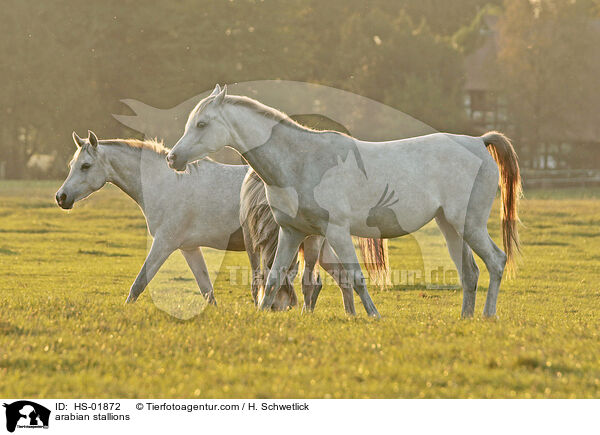 arabian stallions / HS-01872
