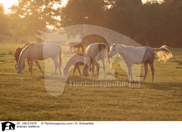 Araber Hengste / arabian stallions / HS-01876