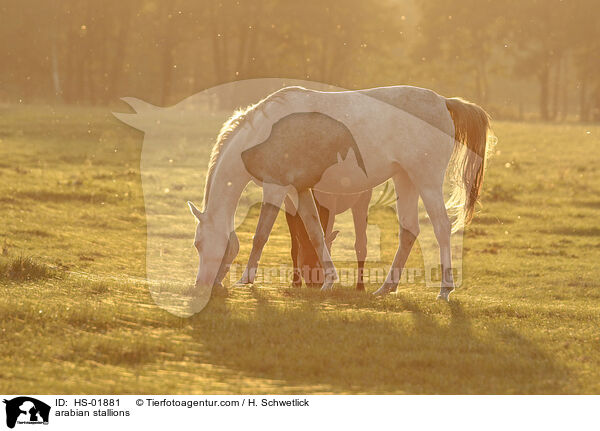 Araber Hengste / arabian stallions / HS-01881