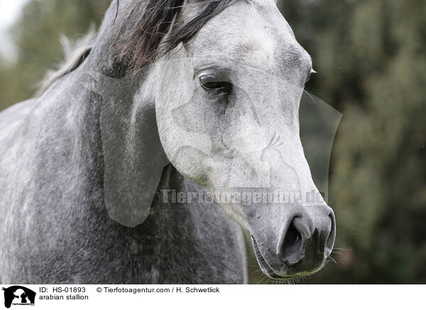 arabian stallion / HS-01893