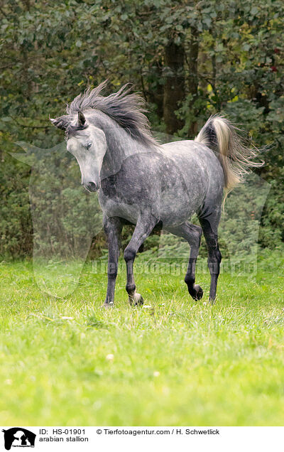 arabian stallion / HS-01901