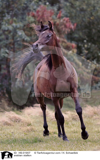 arabian stallion / HS-01907