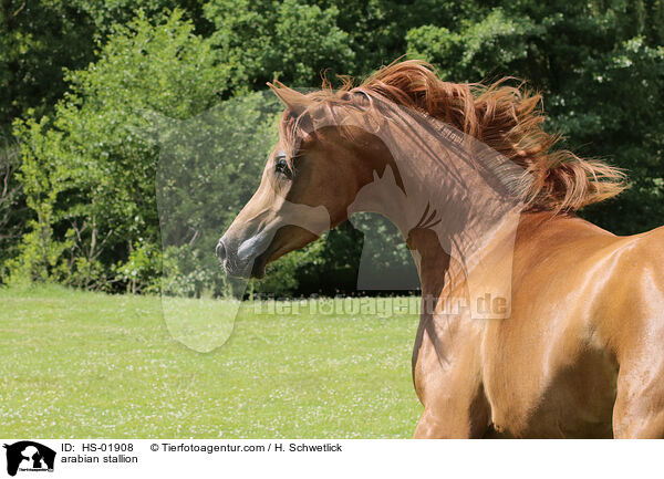 Araber Hengst / arabian stallion / HS-01908