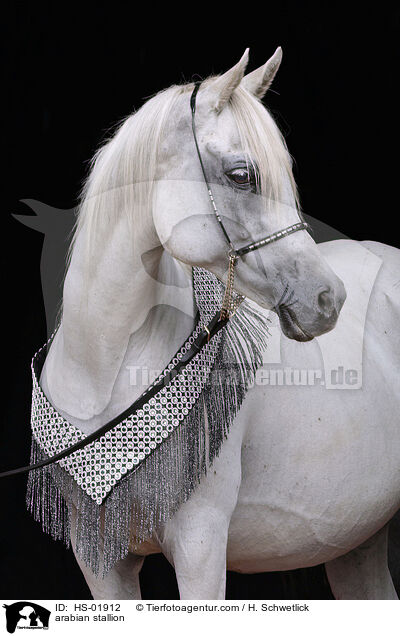 arabian stallion / HS-01912