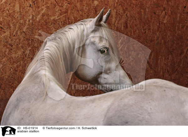 Araber Hengst / arabian stallion / HS-01914