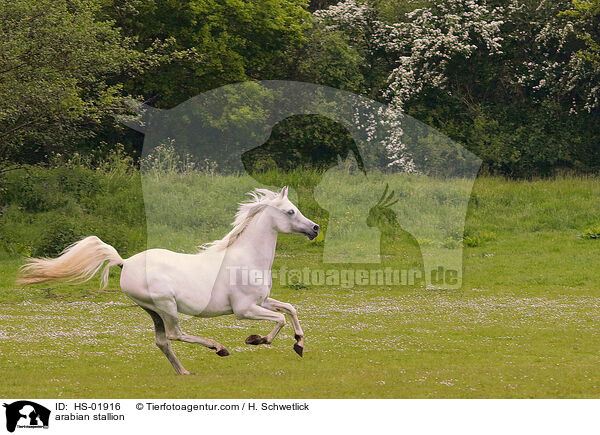 Araber Hengst / arabian stallion / HS-01916